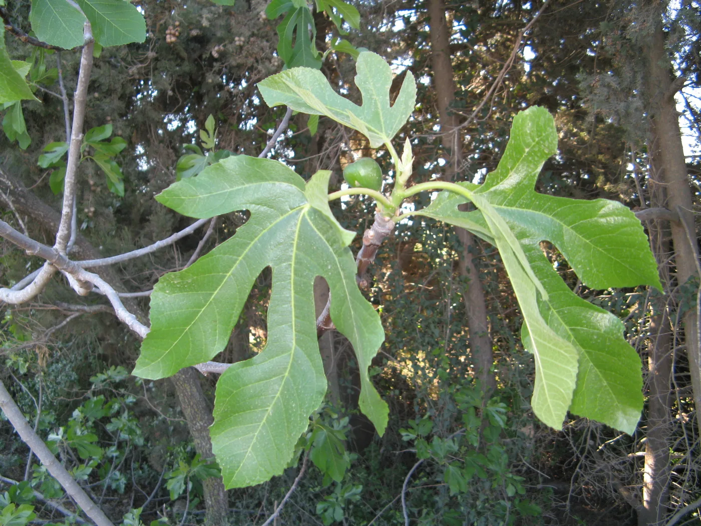Fig leaf