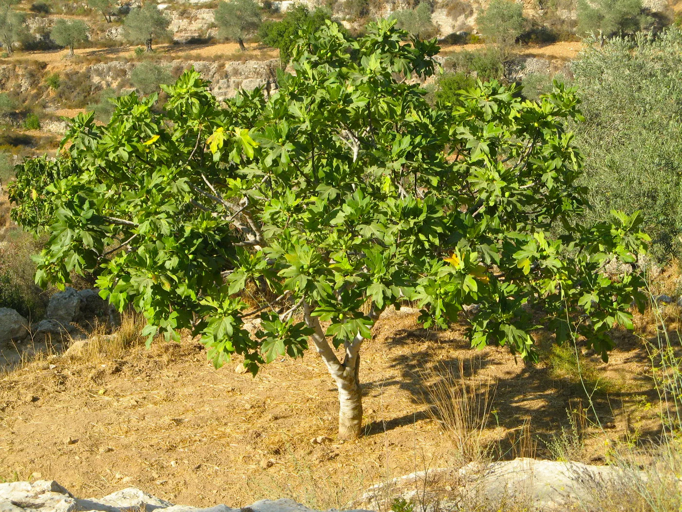 Fig tree