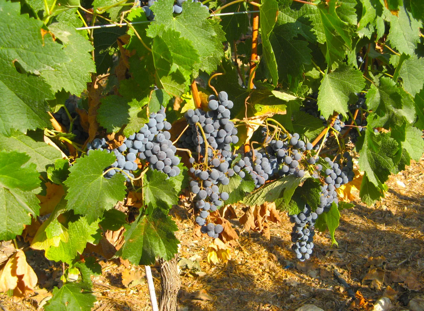 Vine (grapevine)