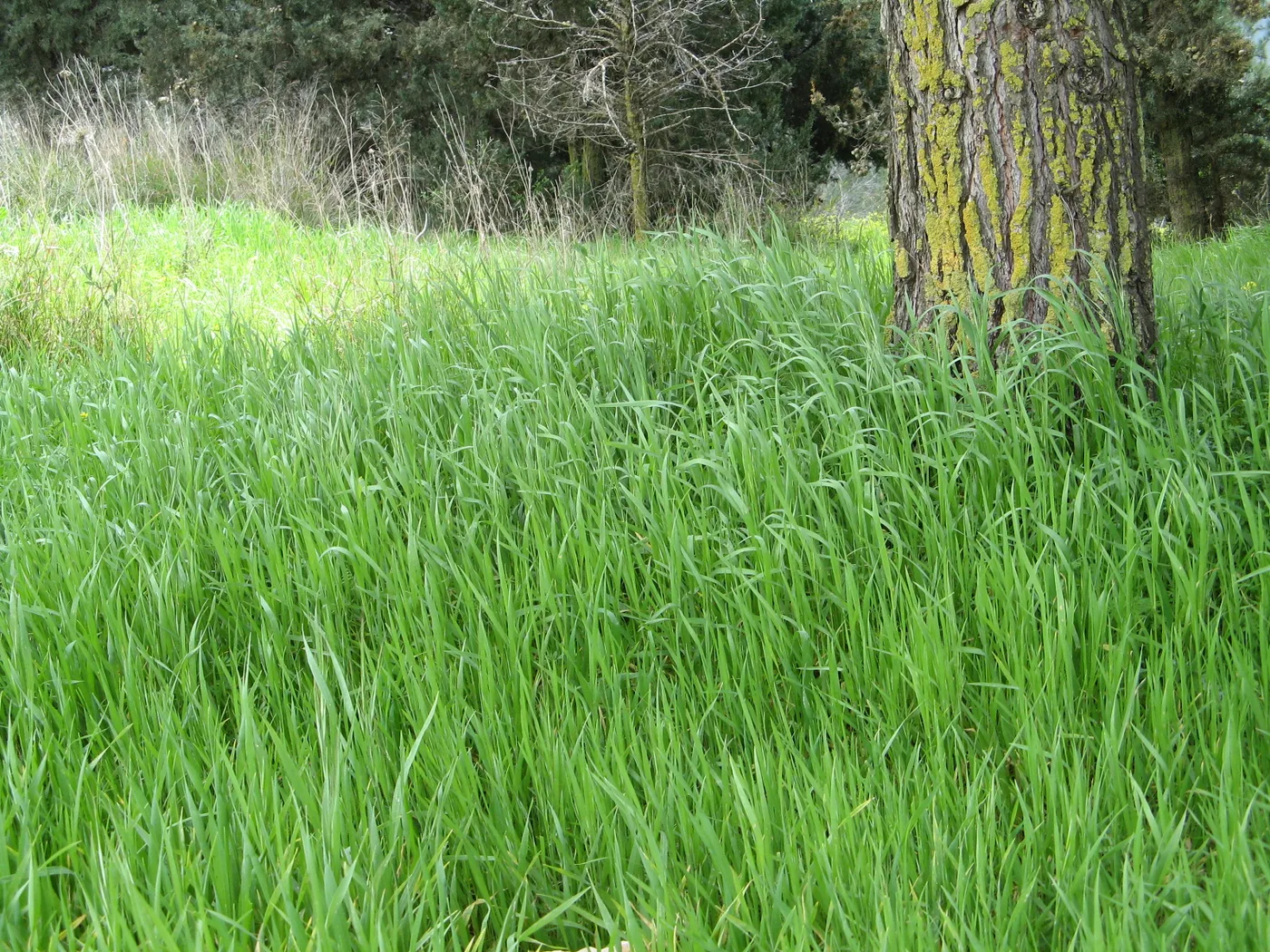 Grass