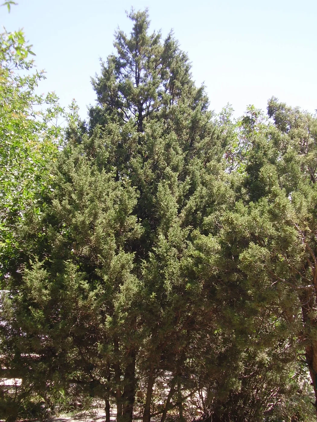 Greek juniper (Juniperus excelsa)
