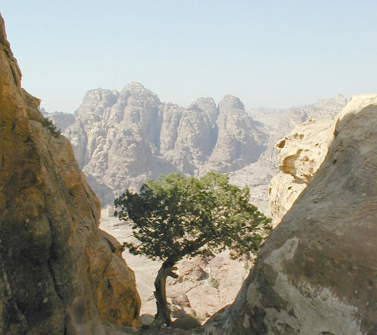 Phoenician juniper (Juniperus phoenicea)
