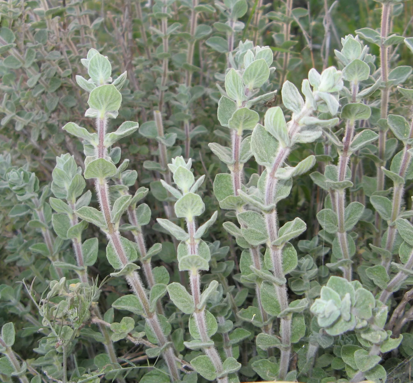 Marjoram