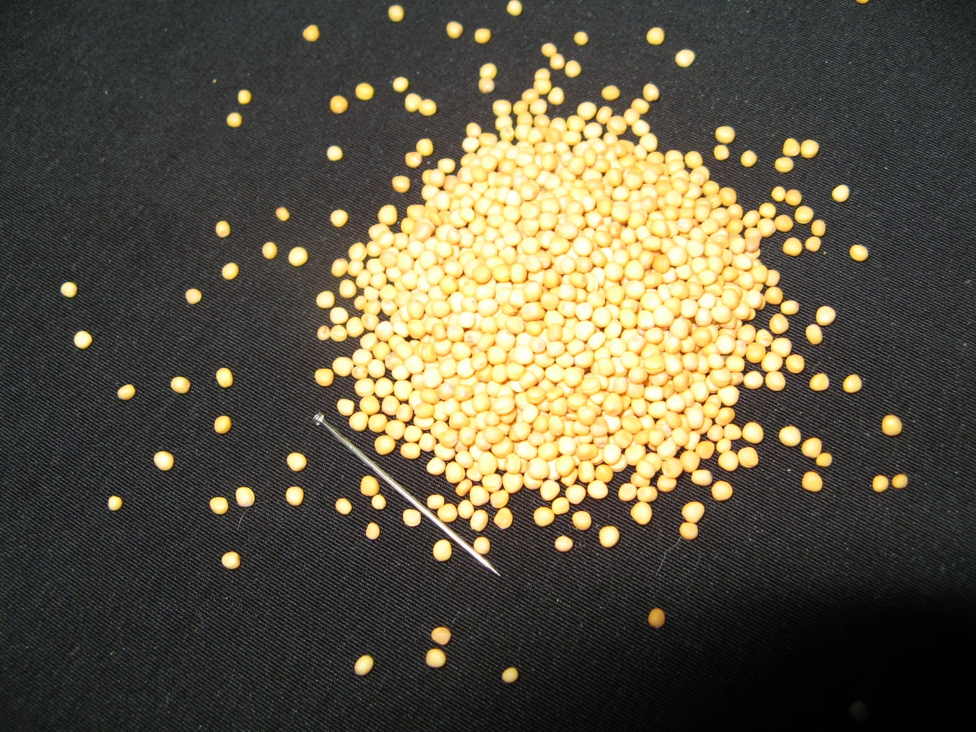 Mustard seeds with pin