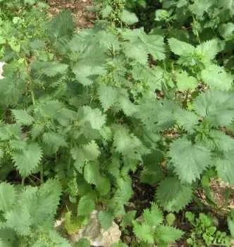 Nettles