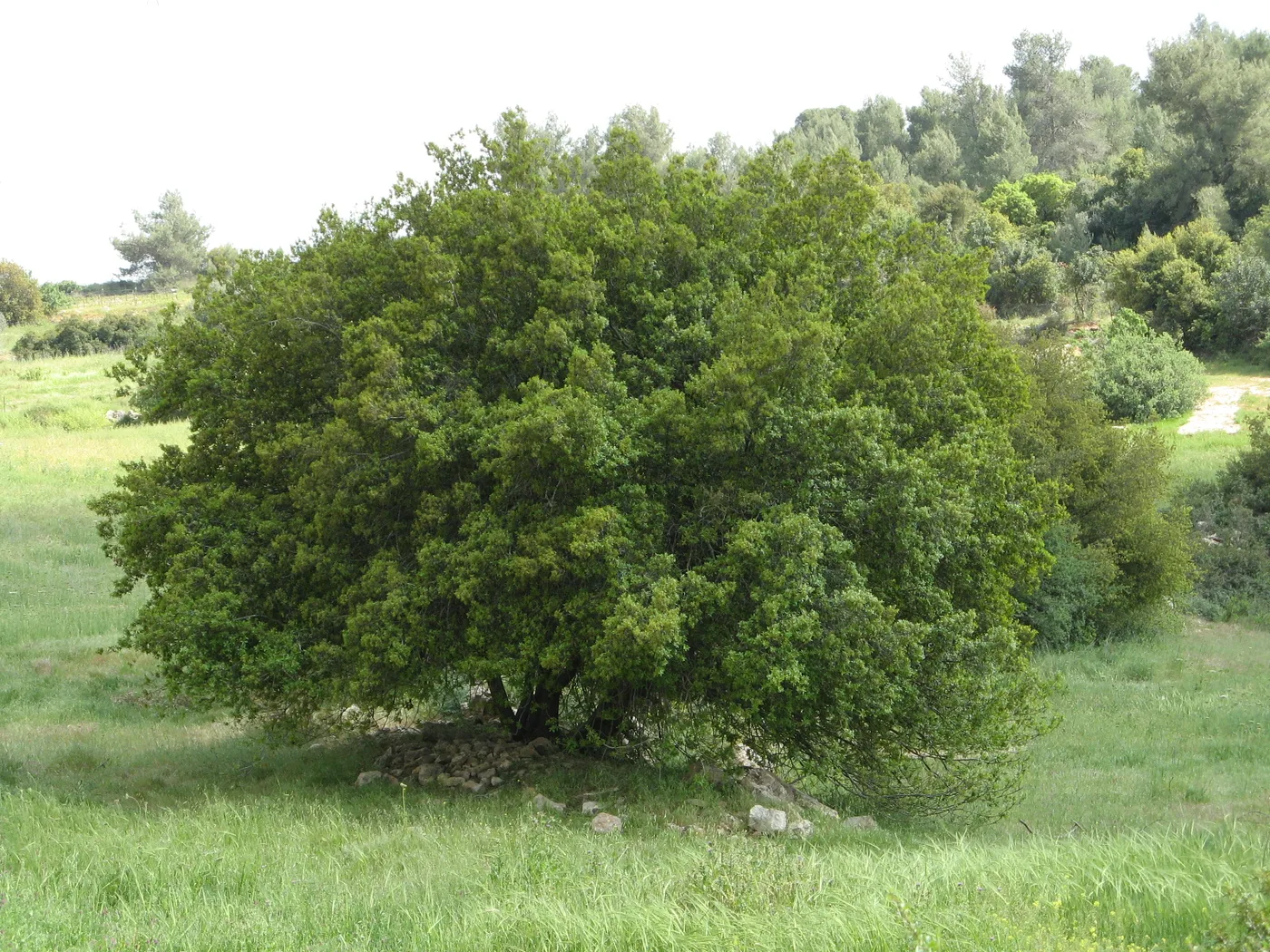 Oak tree