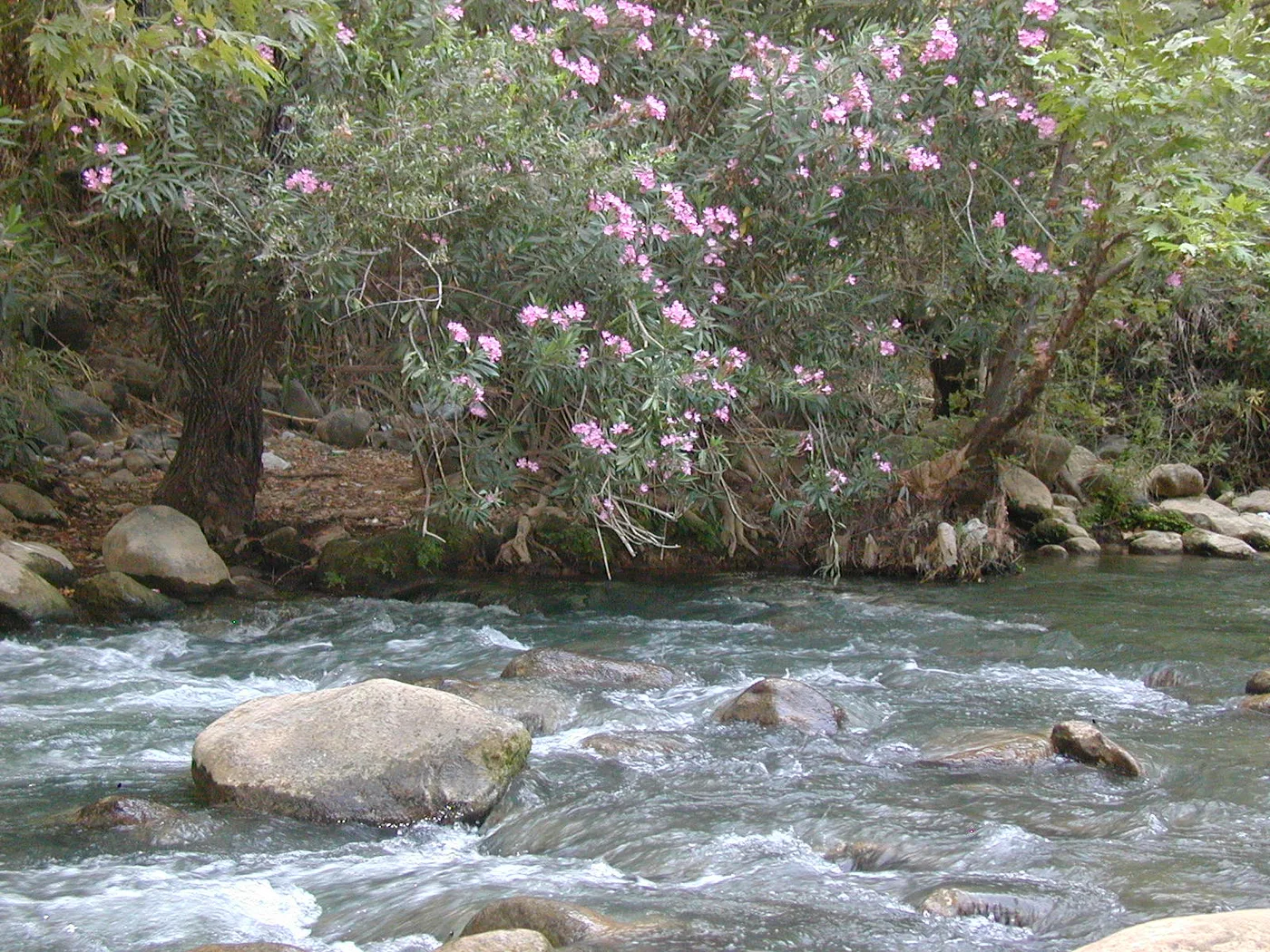 Oleander
