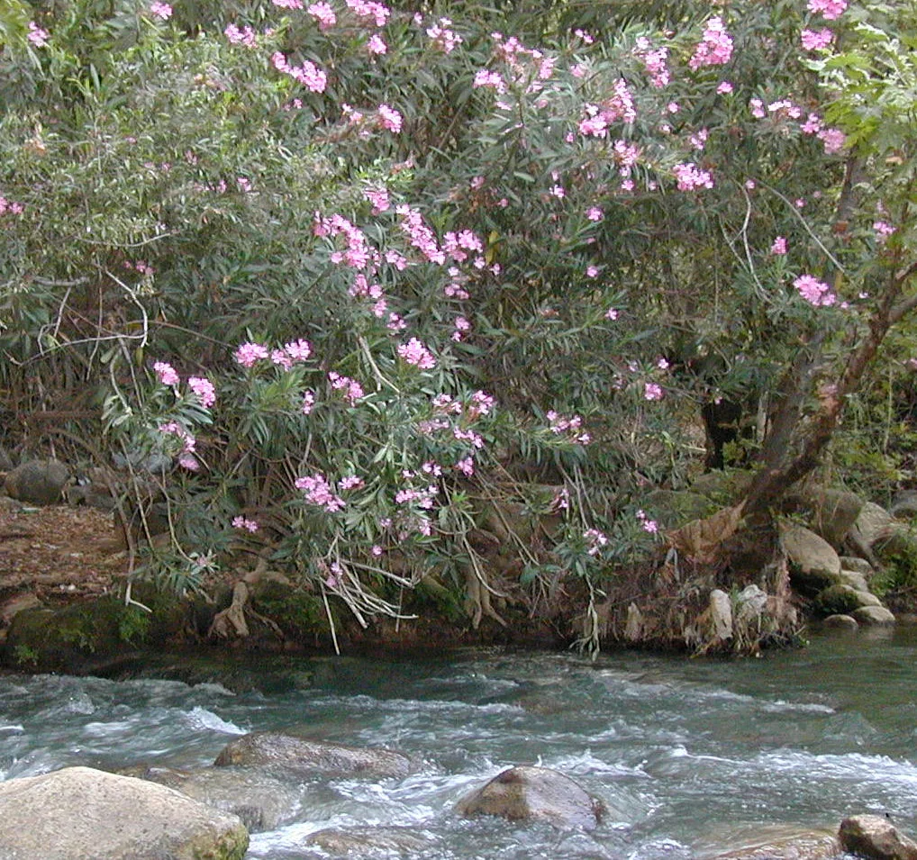 Oleander