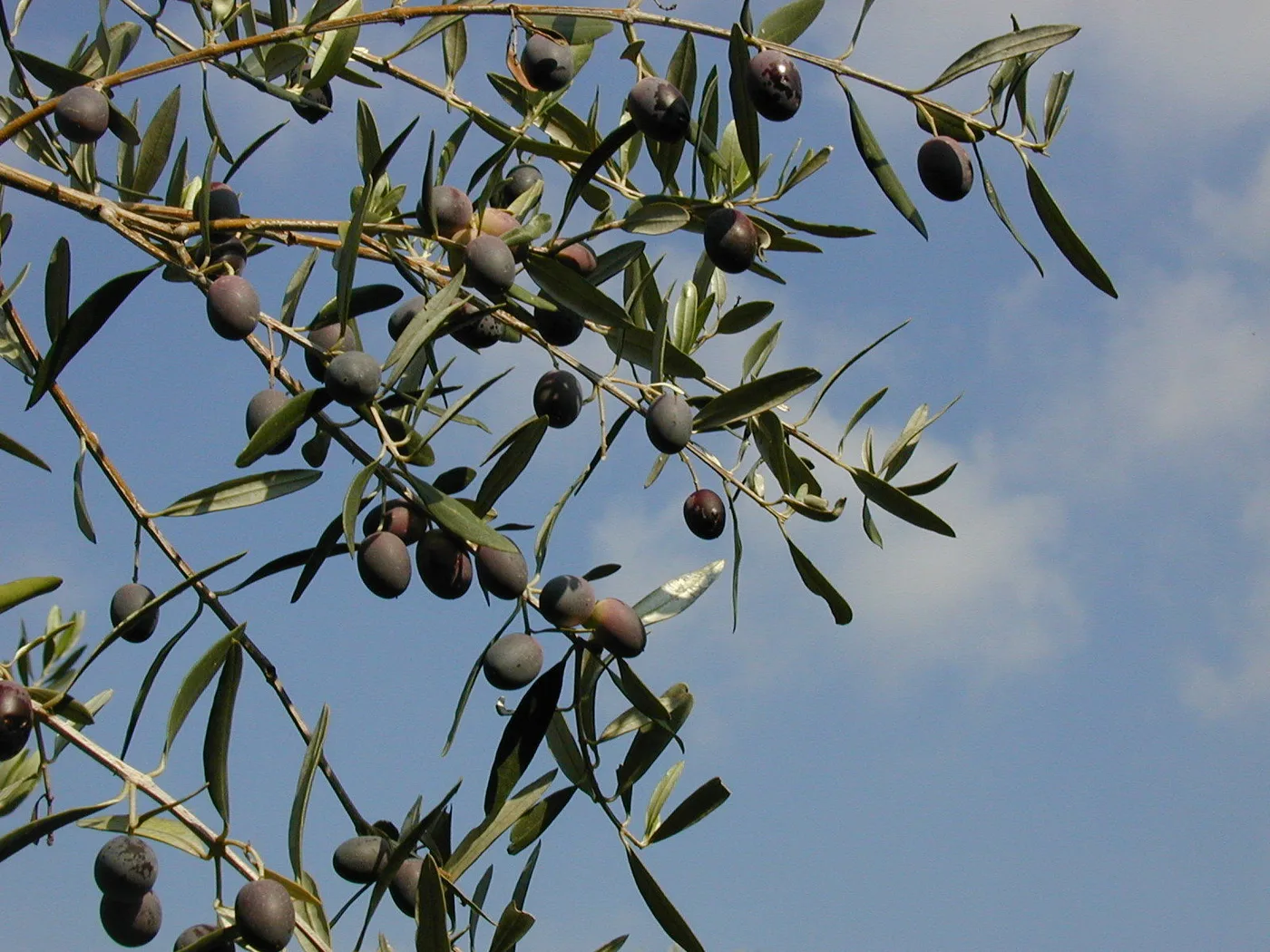 Olive branch