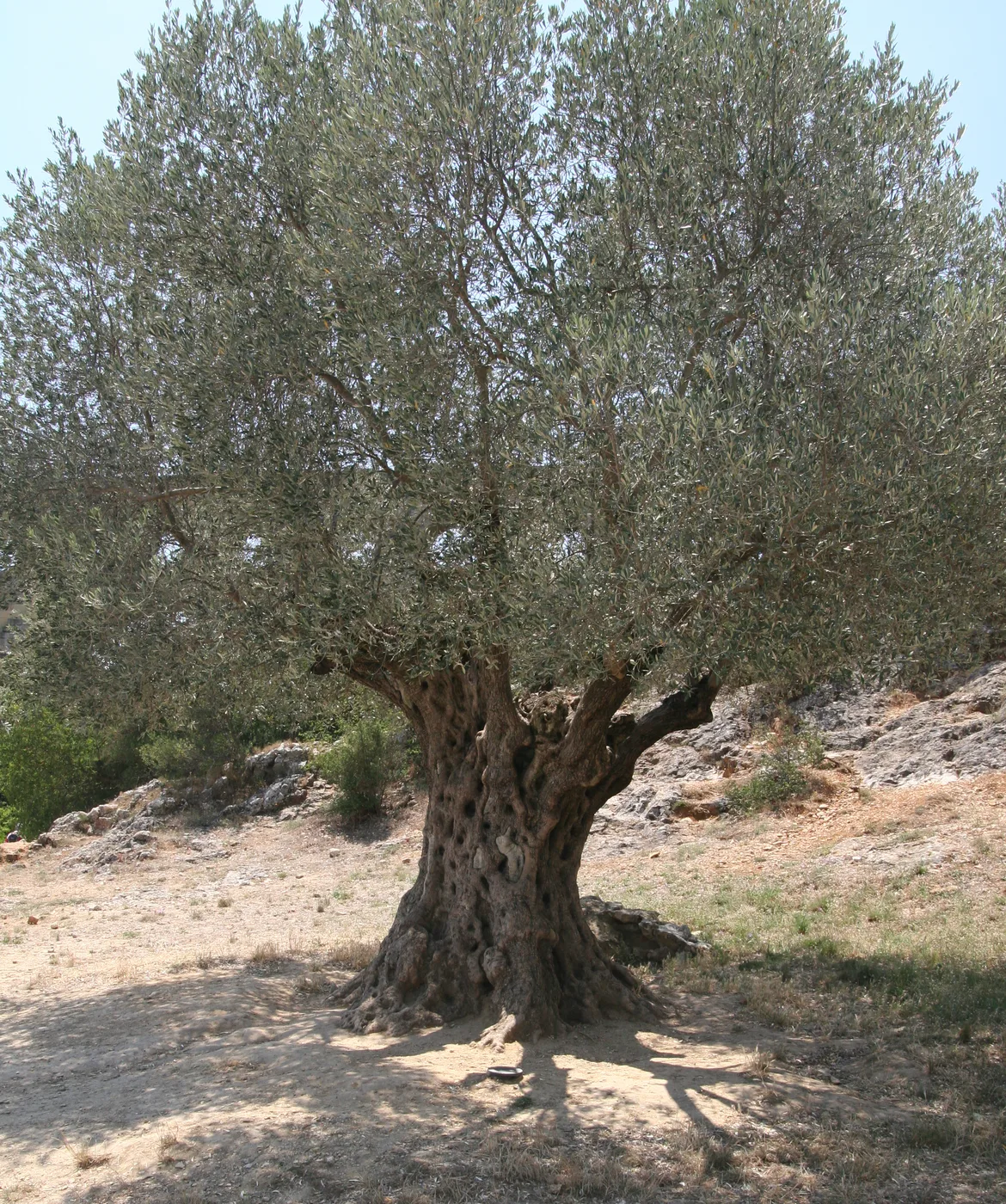 Olive tree