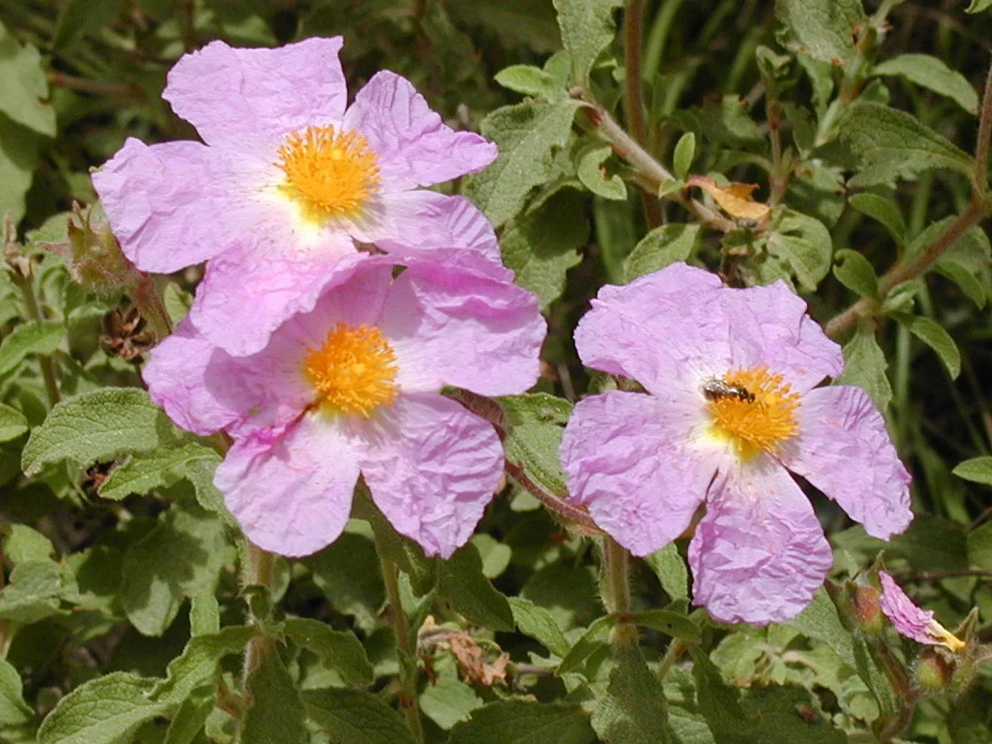 Rock roses