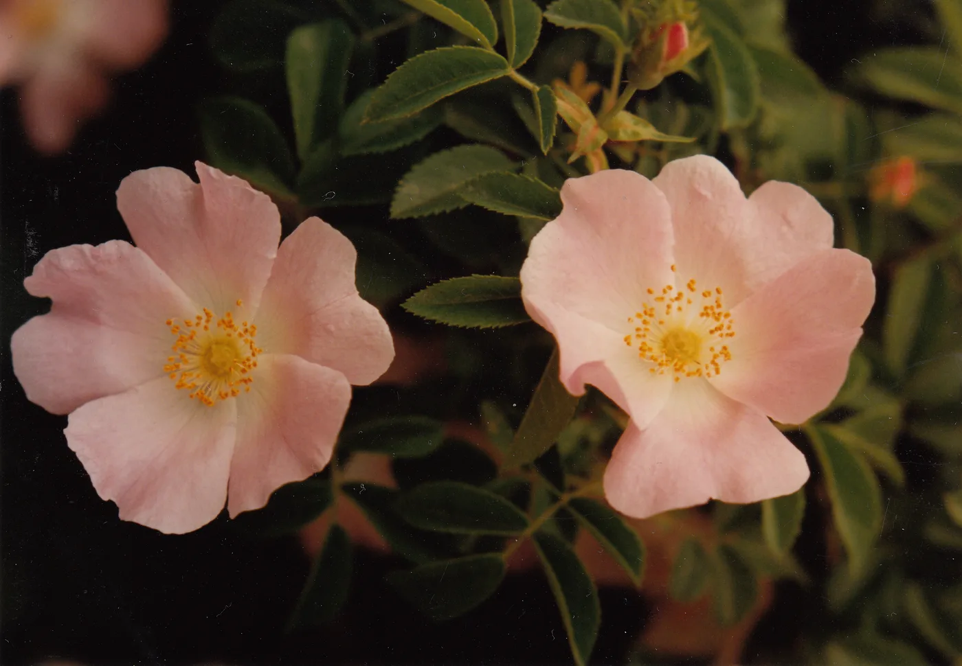 Phoenician rose