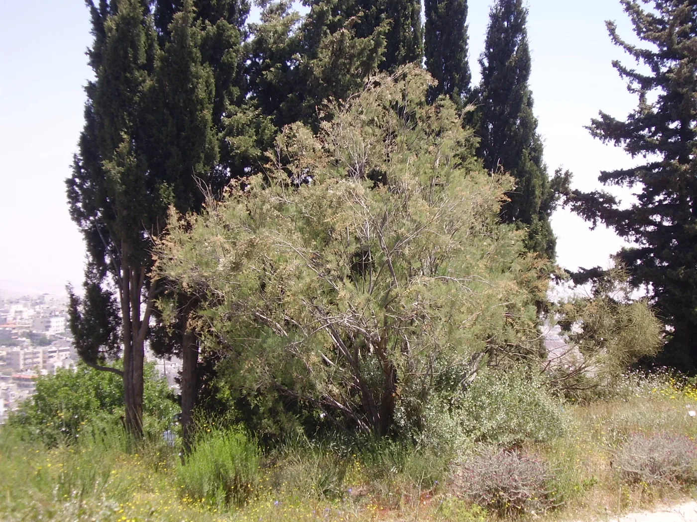 Tamarisk and cypress