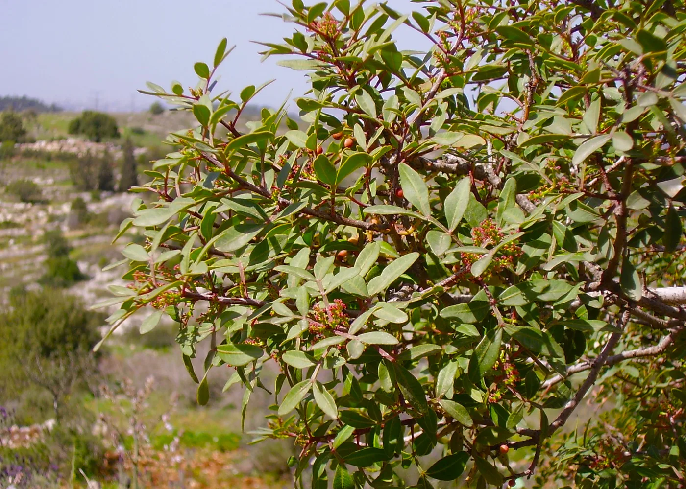 Terebinth branch