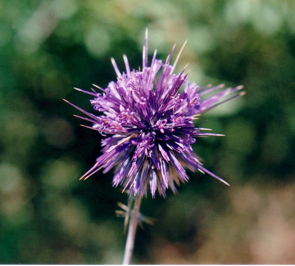 Globe thistle