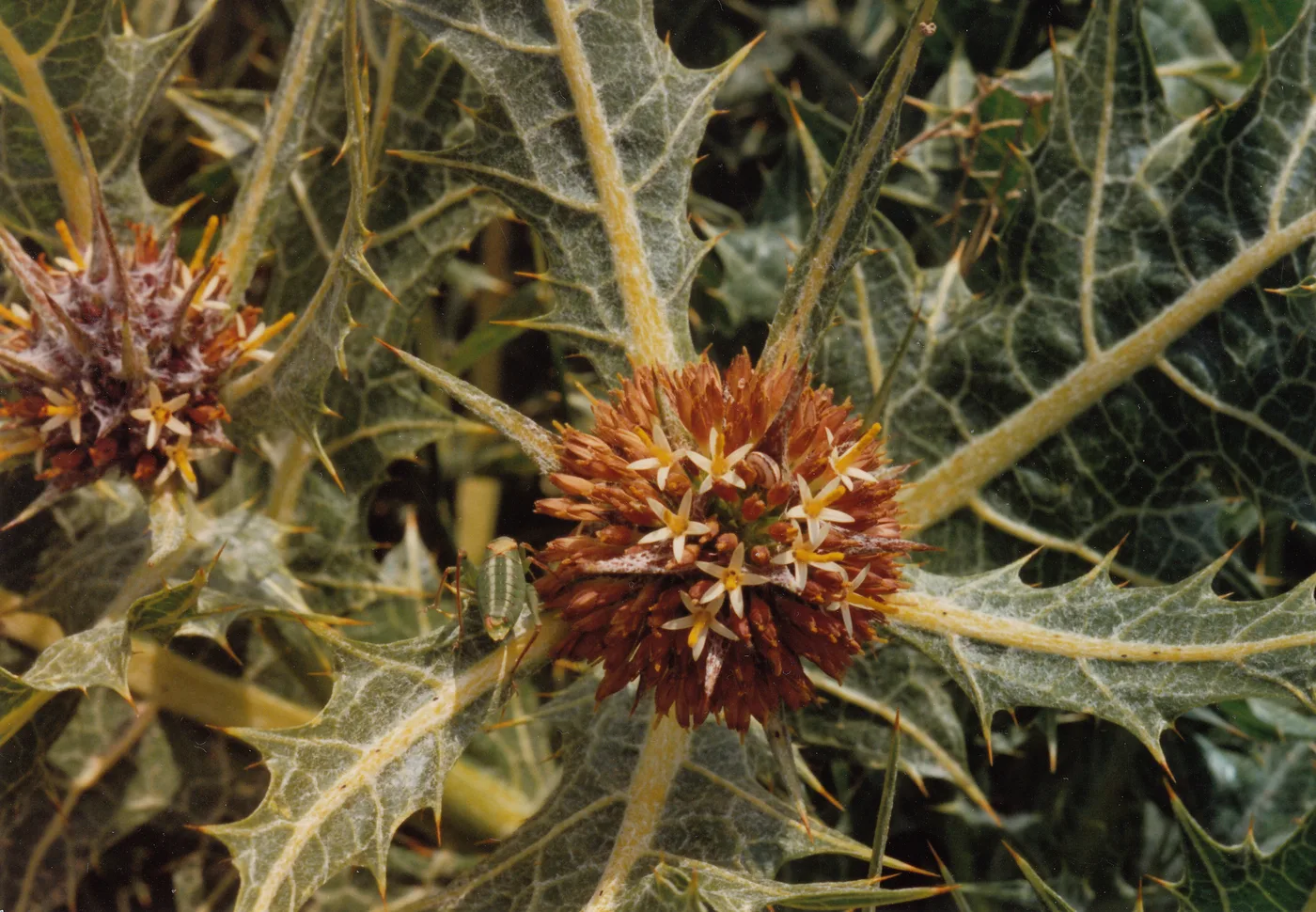 Tumble Thistle
