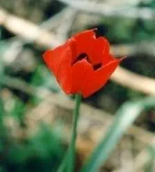 Tulip