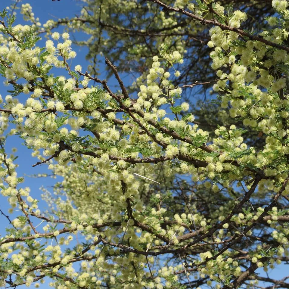 Acacia flower