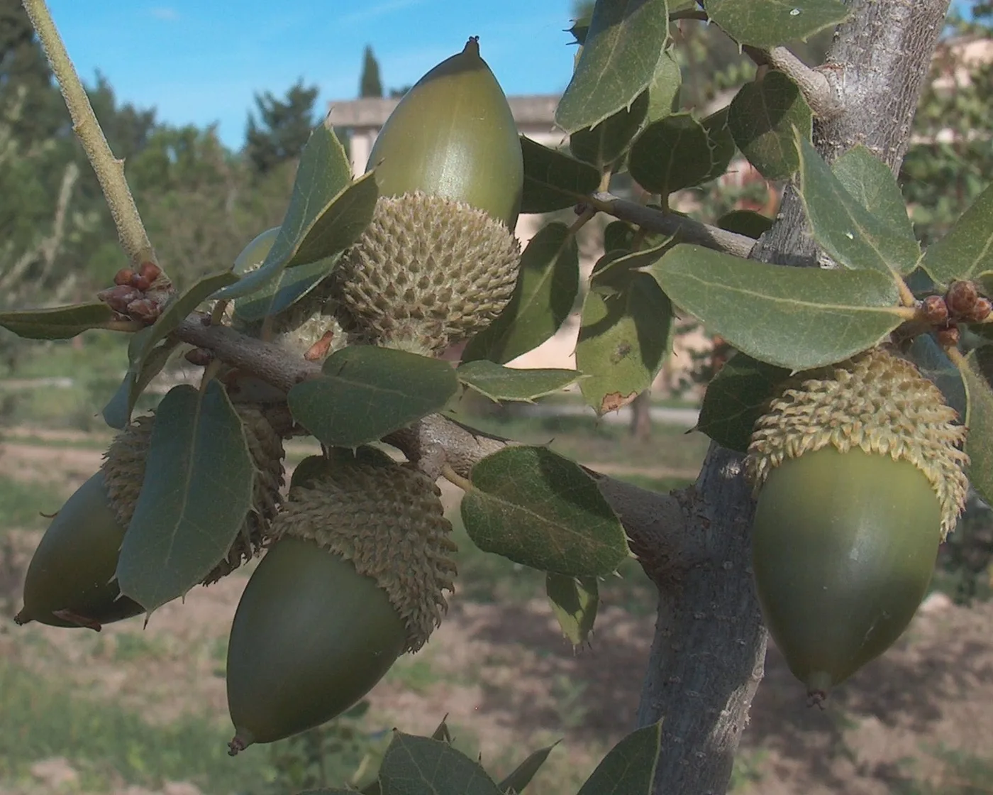 Acorns