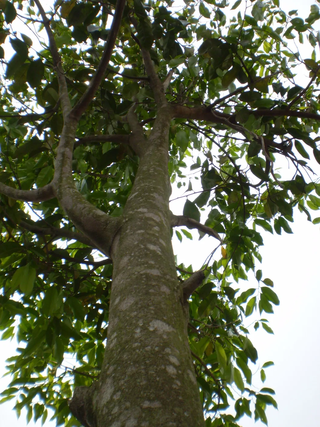 Agarwood trunk