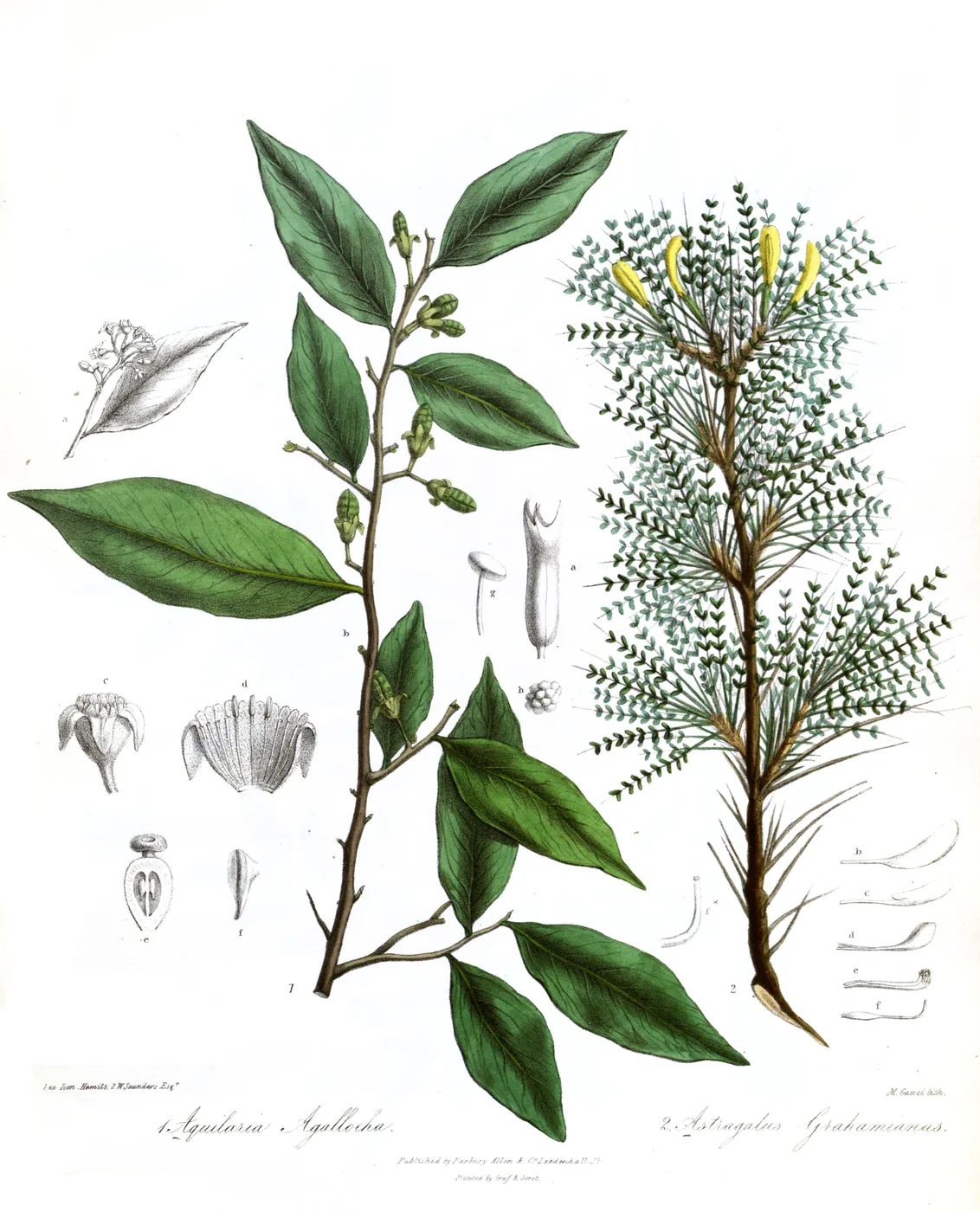 Agarwood - botanical illustration