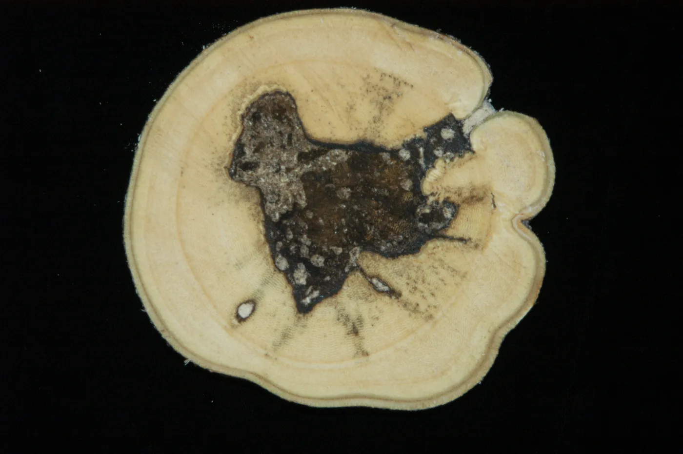 Agarwood cross-section
