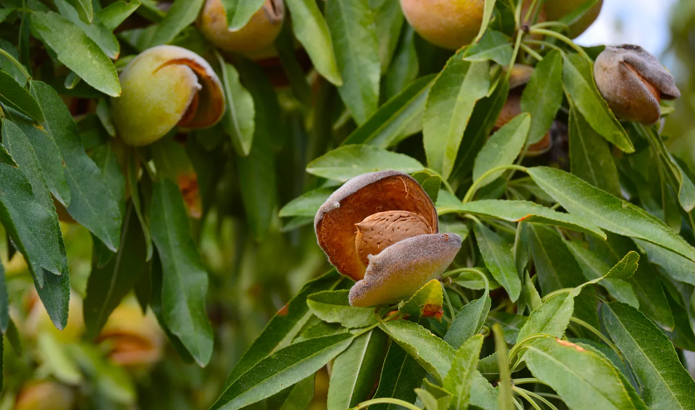 Almond nut