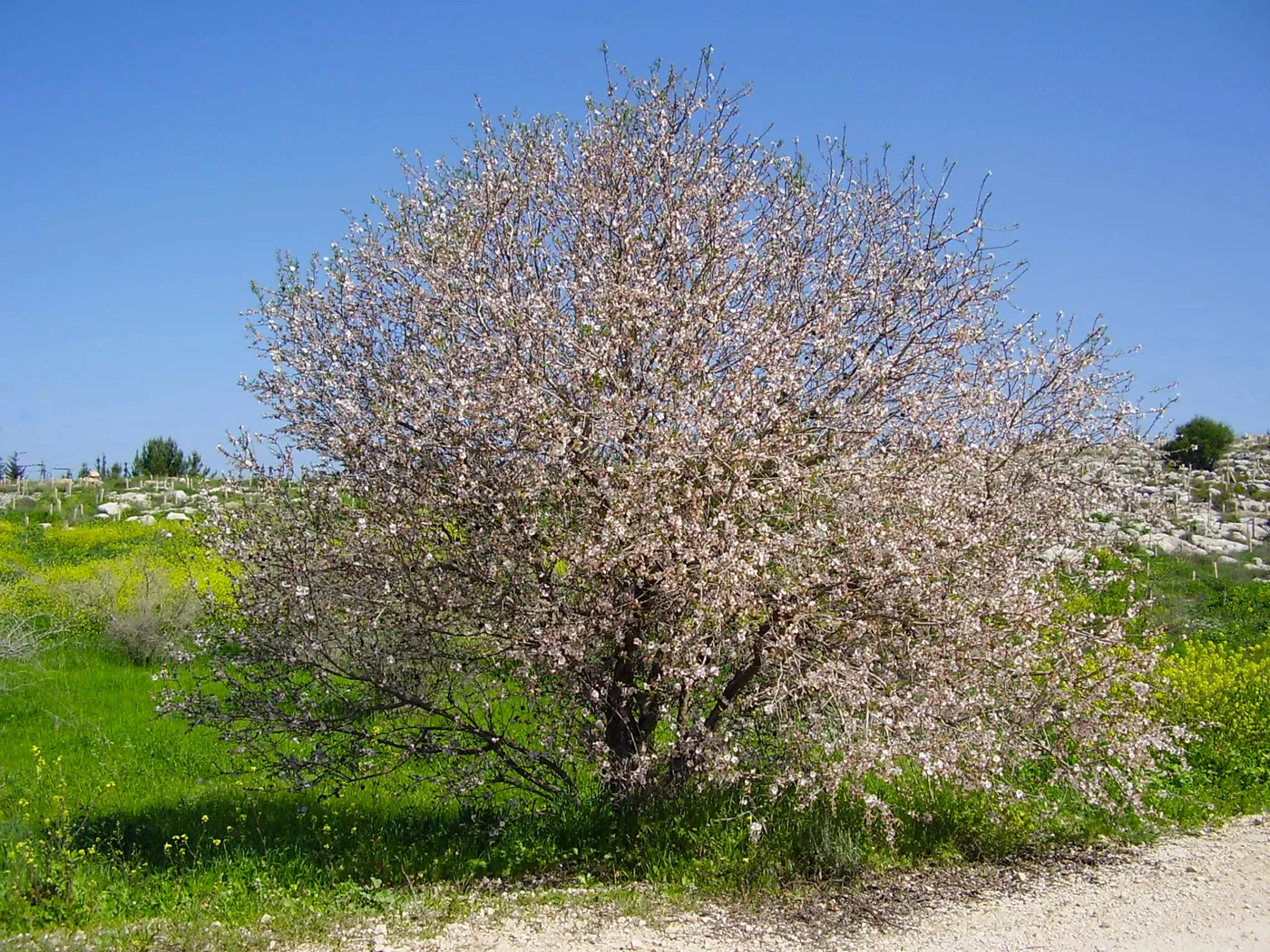 Almond tree