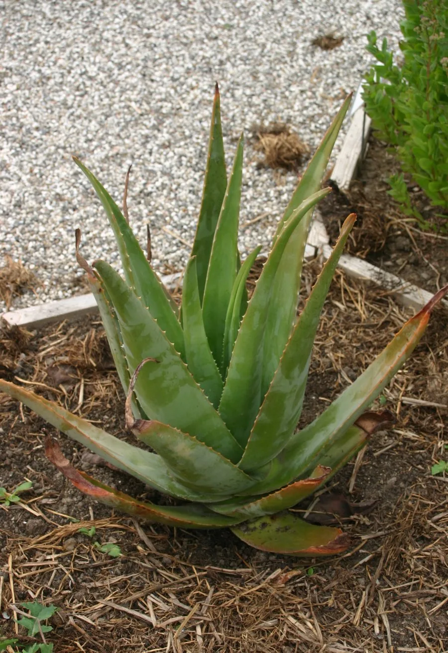 True aloe