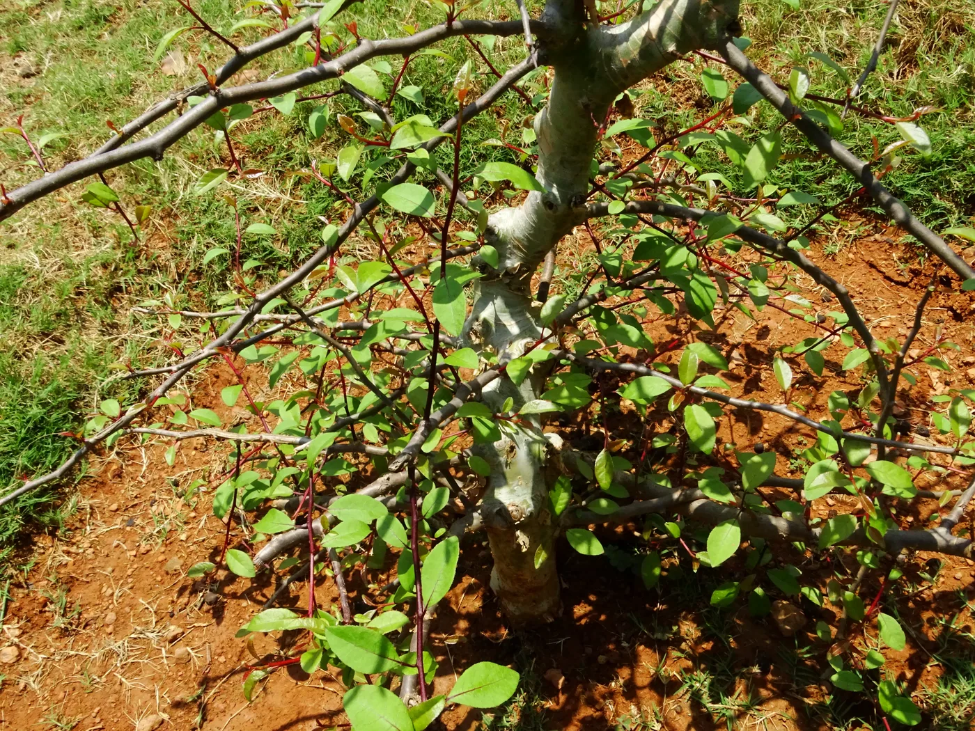 Balsam tree (Commiphora madagascariensis)