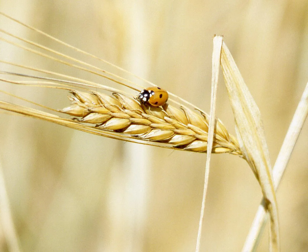Barley head