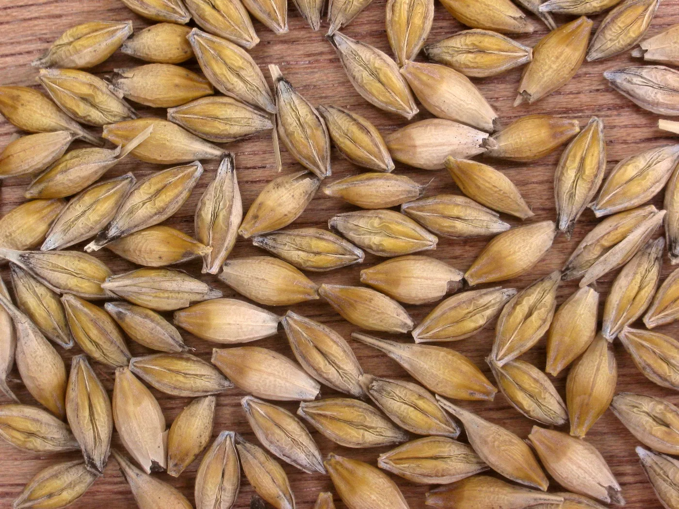 Barley seeds