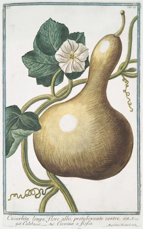 Bottle gourd - botanical drawing