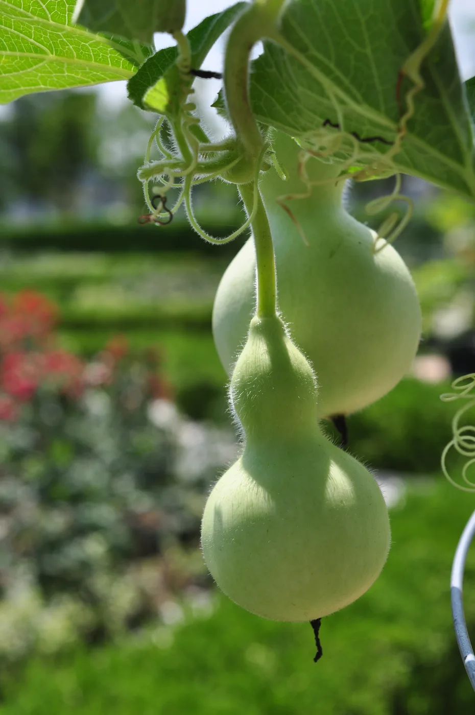Bottle gourd on vine