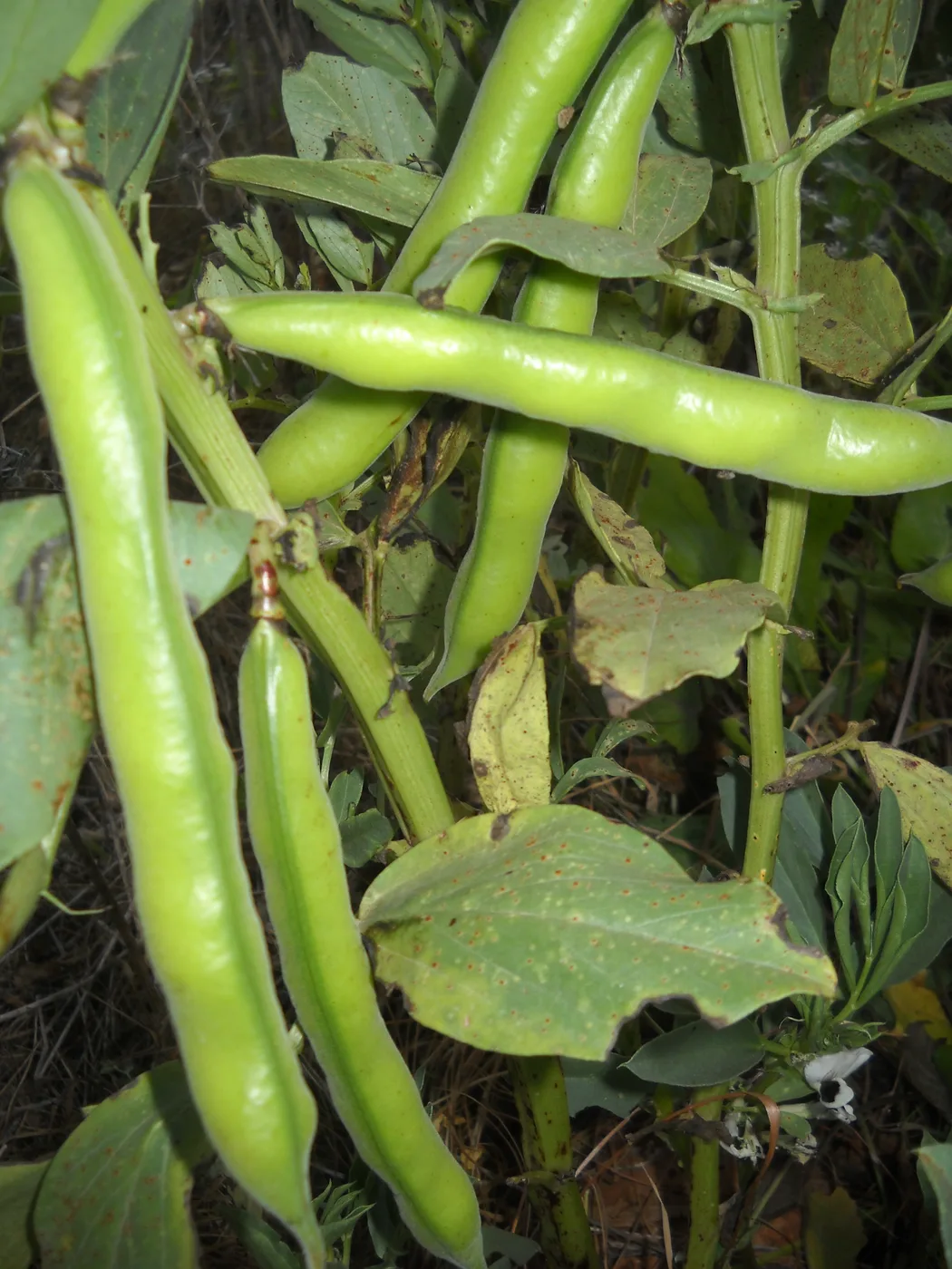 Broad bean plant