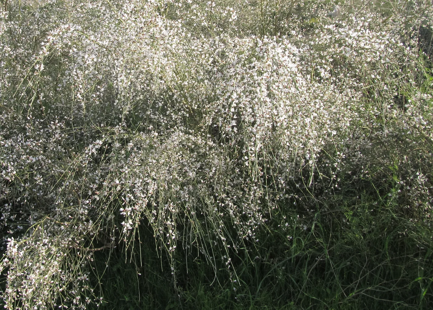 Broom flowers
