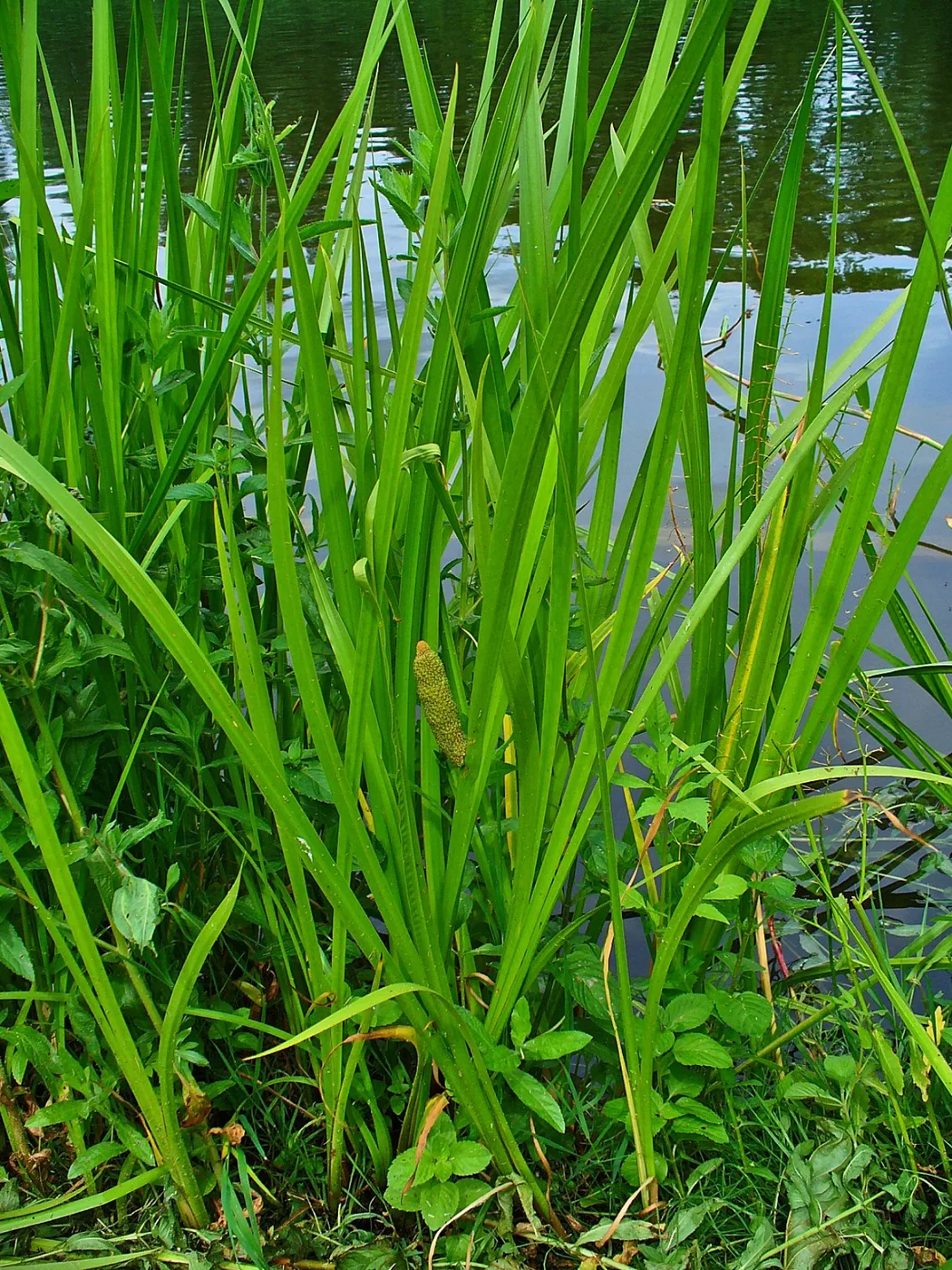 Calamus