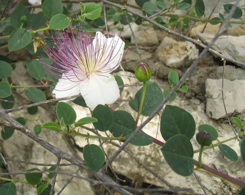 Caper flower, bud