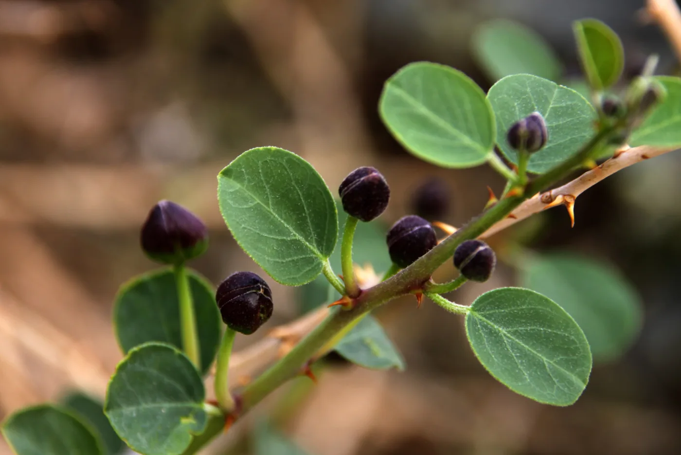 Caper buds