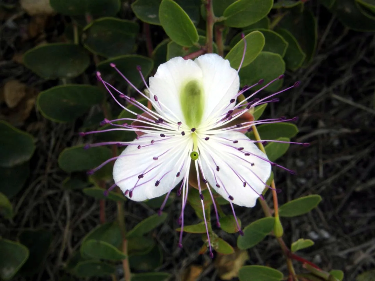 Caper flower