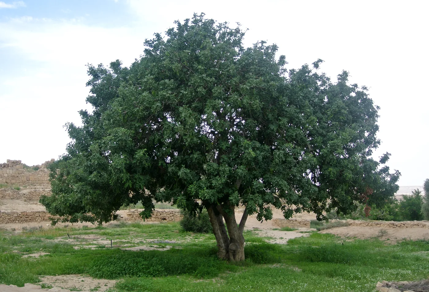 Carob tree