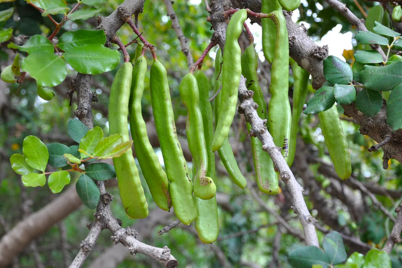 Carob pod