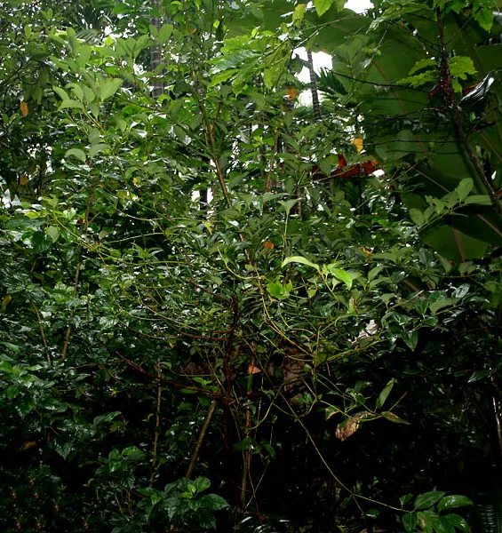 Cassia tree