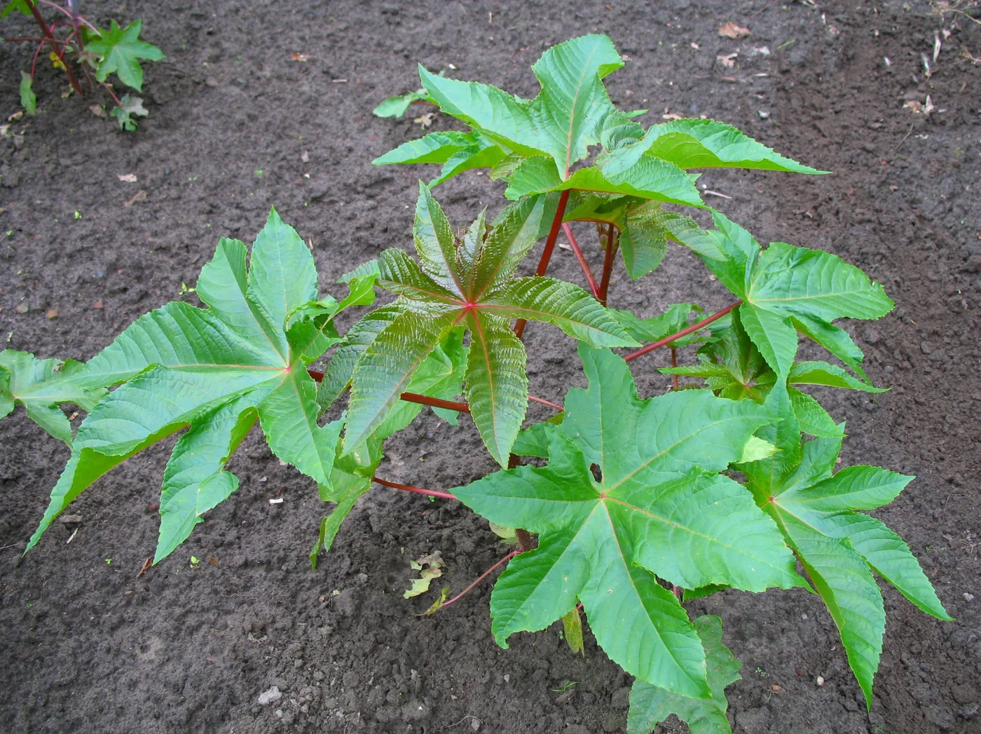 Castor oil plant leaves
