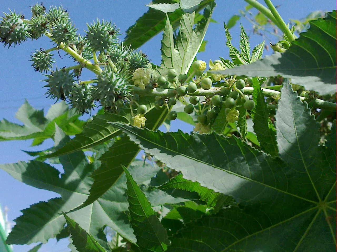 Castor oil plant, seed, stalk