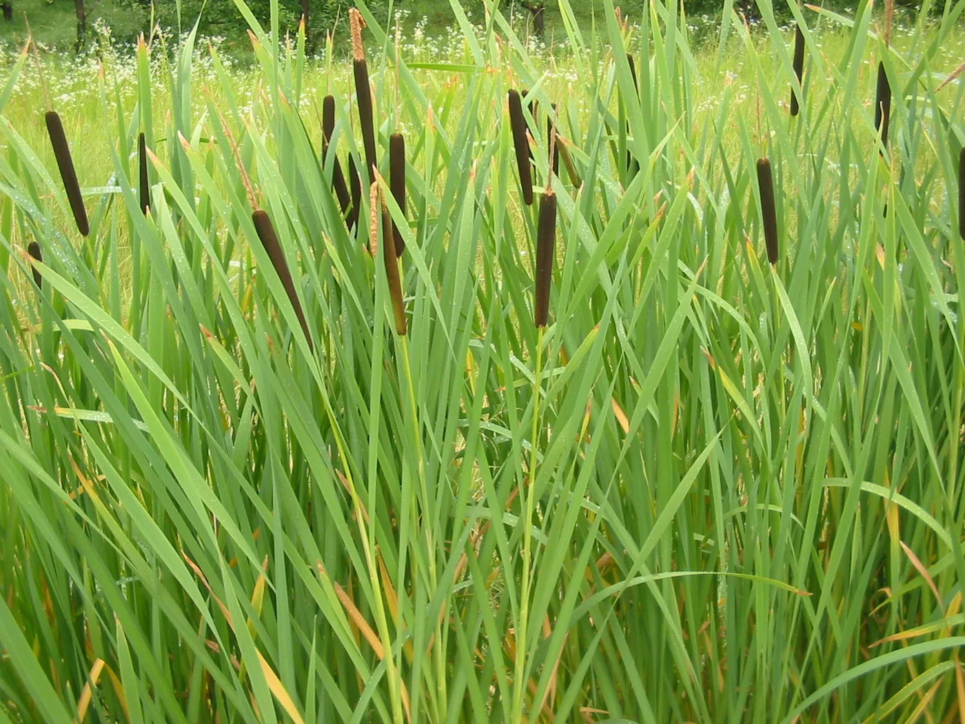 Cattails