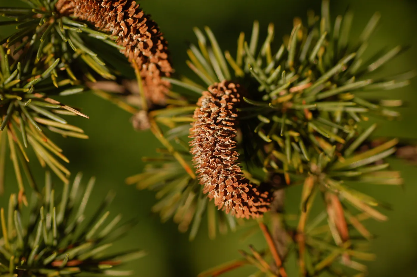 Cedar leaves and cones