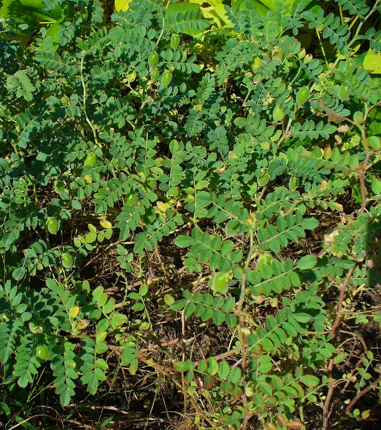 Chickpea plant