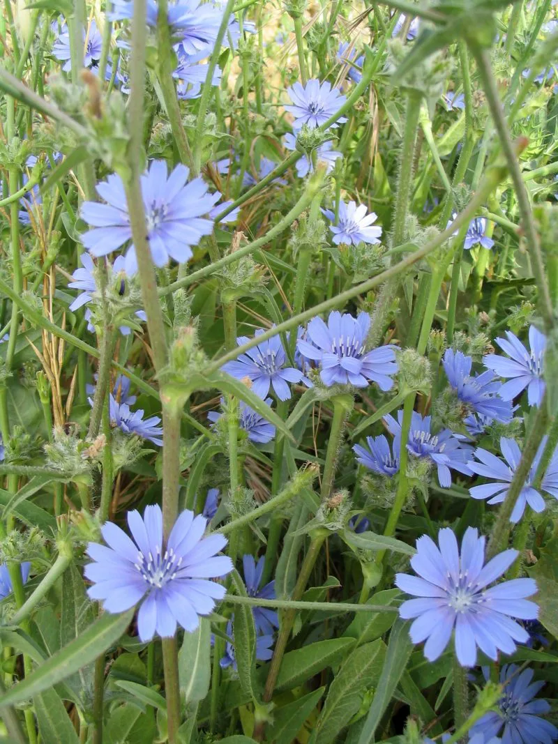 Chicory