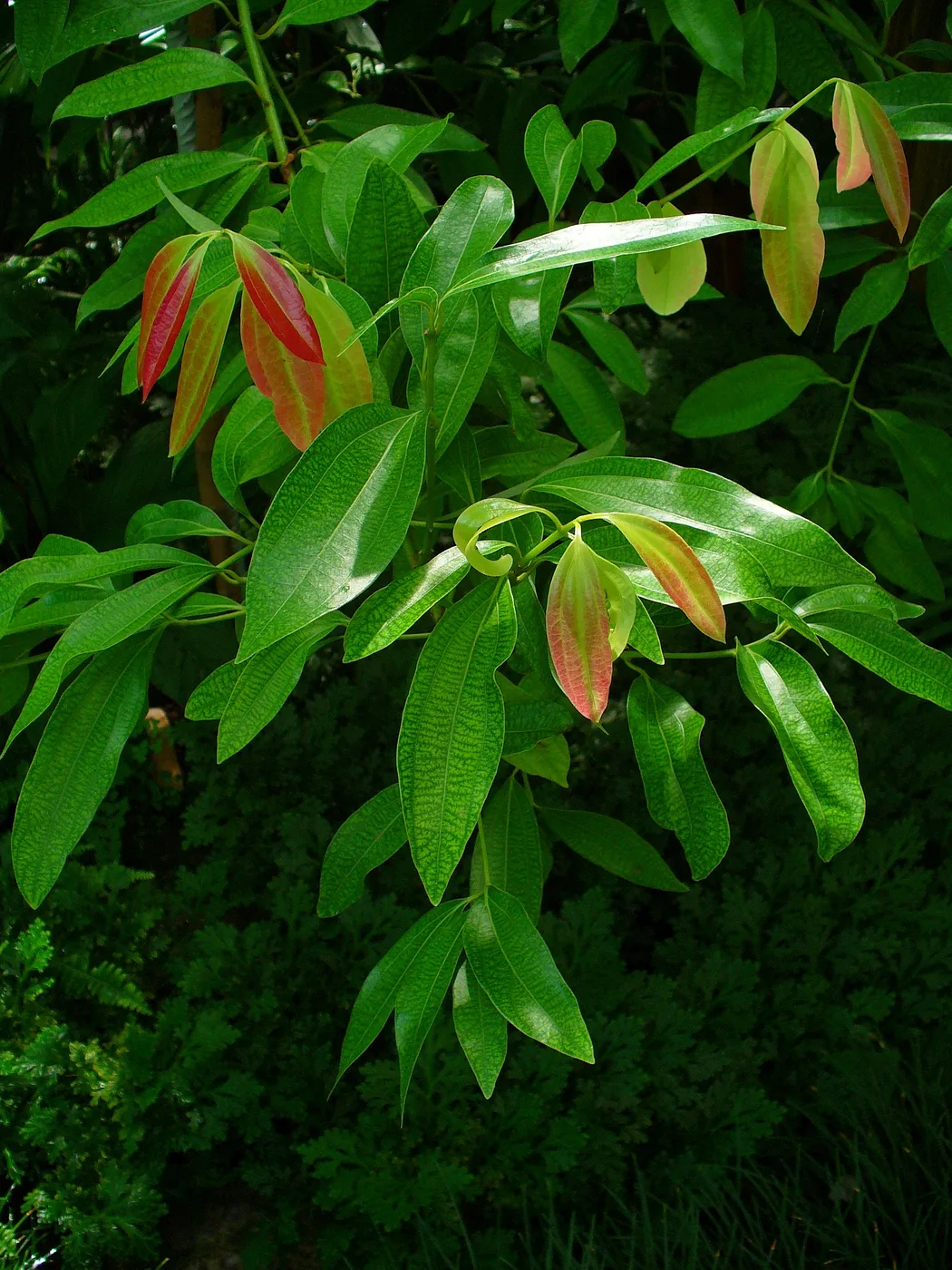 Cinnamon leaves